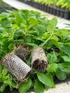 SAKSI MİX 60 GÖZLÜ 40*50 MM ÇAP AGRİPOTLU VİYOL 9 ADET(KOLİDE)