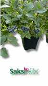 SAKSI MİX BLUEBERRY MİX 40 L