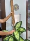 SAKSI MİX COCO BİTKİ DESTEKLEME ÇUBUĞU 60 CM(GEÇİRMELİ)