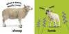 DK-Baby Touch And Feel Farm Animals