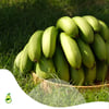 Mevsimlik ÜrünlerLİVOKADOYERLİ ANAMUR MUZU 1KG.