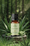 Aloe Vera (Aloe Vera) Esansiyel Yağı 10 Ml – Doğal Uçucu Yağ | Aromaterapi, Difüzör, Buhurdanlık