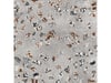 60*60 Gmb-U1064 Cement Mosaıc 310100502513