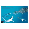 555 Sticker Fun Sharks