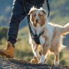 Rogz Utility Explore Harness Köpek Göğüs Tasması Yeşil Medium