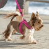 Rogz Utility Fast-Fit Köpek Göğüs Tasması Siyah Small