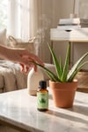 Aloe Vera Esansiyel Yağ - Aloe Vera Fragrance Oil