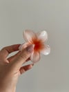 Hibiscus Toka