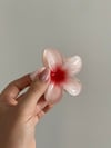Hibiscus Toka