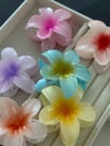 Hibiscus Toka