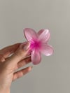 Hibiscus Toka