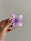Hibiscus Toka