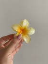 Hibiscus Toka