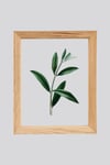 Muyika Regina Ocaliptus 3 Parça Ahşap Çerçeveli Cam Üstü Baskı Tablo Seti 28x66cm 