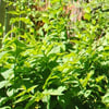 ABELİOPHYLLUM DİSTİCHUM (WHİTE FORSYTHİA) FİDANI