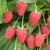 AHUDUDU-RUBUS İDEAUS FİDANI