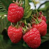 AHUDUDU-RUBUS İDEAUS FİDANI