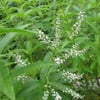 ALOYSİA CİTRİODORA (LİMON OTU) FİDANI