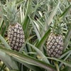 ANANAS MEYVESİ (PİNE APPLE) FİDANI