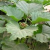 ARAP FULÜ-CLERODENDRUM FRAGRANS FİDANI