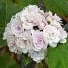 ARAP FULÜ-CLERODENDRUM FRAGRANS FİDANI