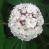 ARAP FULÜ-CLERODENDRUM FRAGRANS FİDANI
