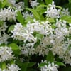 ARAP YASEMİNİ (TRACHELOSPERMUM JASMONOİDES) FİDANI