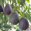 AVAKADO FİDANI