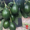 AVAKADO (PERSEA AMERİCANA) FİDANI