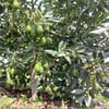 AVAKADO (PERSEA AMERİCANA) FİDANI