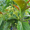 AVAKADO (PERSEA AMERİCANA) FİDANI