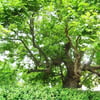 BATI ÇINARI (PLATANUS ORİENTALİS) FİDANI