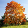 BATI ÇINARI (PLATANUS ORİENTALİS) FİDANI
