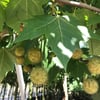 BATI ÇINARI (PLATANUS ORİENTALİS) FİDANI