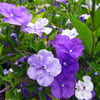 BRUNFELSİA PAUCİFLORA FİDANI