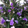 BRUNFELSİA PAUCİFLORA FİDANI