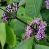 CALLICARPA BODİNİERİ PROFUSUON FİDANI
