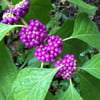 CALLICARPA BODİNİERİ PROFUSUON FİDANI