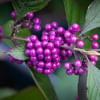 CALLICARPA BODİNİERİ PROFUSUON FİDANI