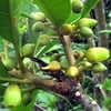 CANİSTEL FRUİT FİDANI