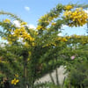 CASSİA ODORATA FİDANI