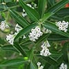 CESTRUM DİURNUM (GÜNDÜZ MELİSASI) FİDANI