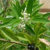 CESTRUM DİURNUM (GÜNDÜZ MELİSASI) FİDANI