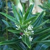 CESTRUM DİURNUM (GÜNDÜZ MELİSASI) FİDANI