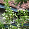 CESTRUM DİURNUM (GÜNDÜZ MELİSASI) FİDANI