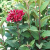 CESTRUM NAVELLİ SCARLET CLUSTER FİDANI