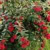 CESTRUM NAVELLİ SCARLET CLUSTER FİDANI