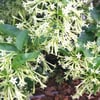 CESTRUM NOCTURNUM (KOLONYA ÇİÇEĞİ)  FİDANI