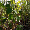 CHERİMOYA (ANNONA CHERİMOLA) FİDANI