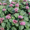 CLERODENDRUM BUNGEİ FİDANI